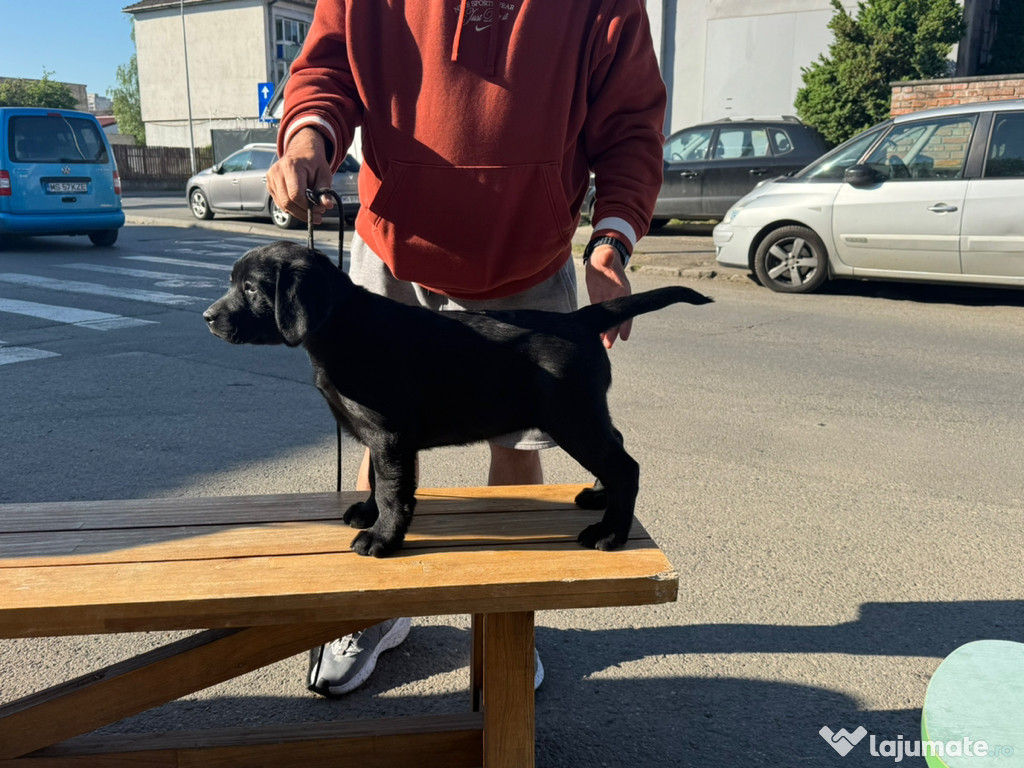 Labrador Retriver cu pedigree tip A