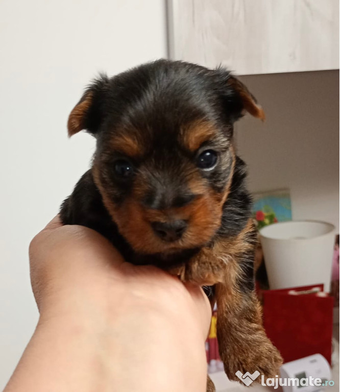 Vând pui yorkshire terrier
