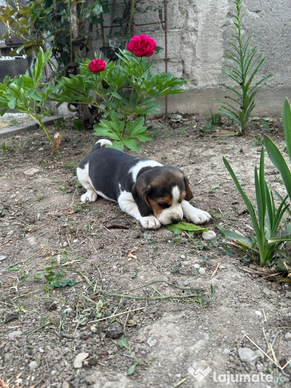 Cățelușă beagle tricolor