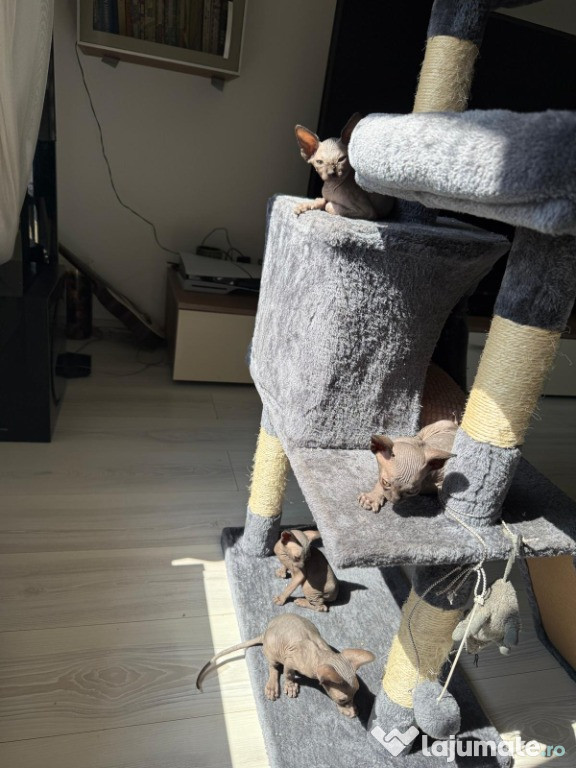 Pui de pisică Sphynx