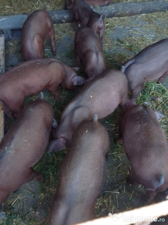 De vânzare porci