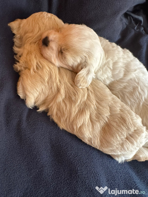 Vand Bichon Maltez Mini Toy