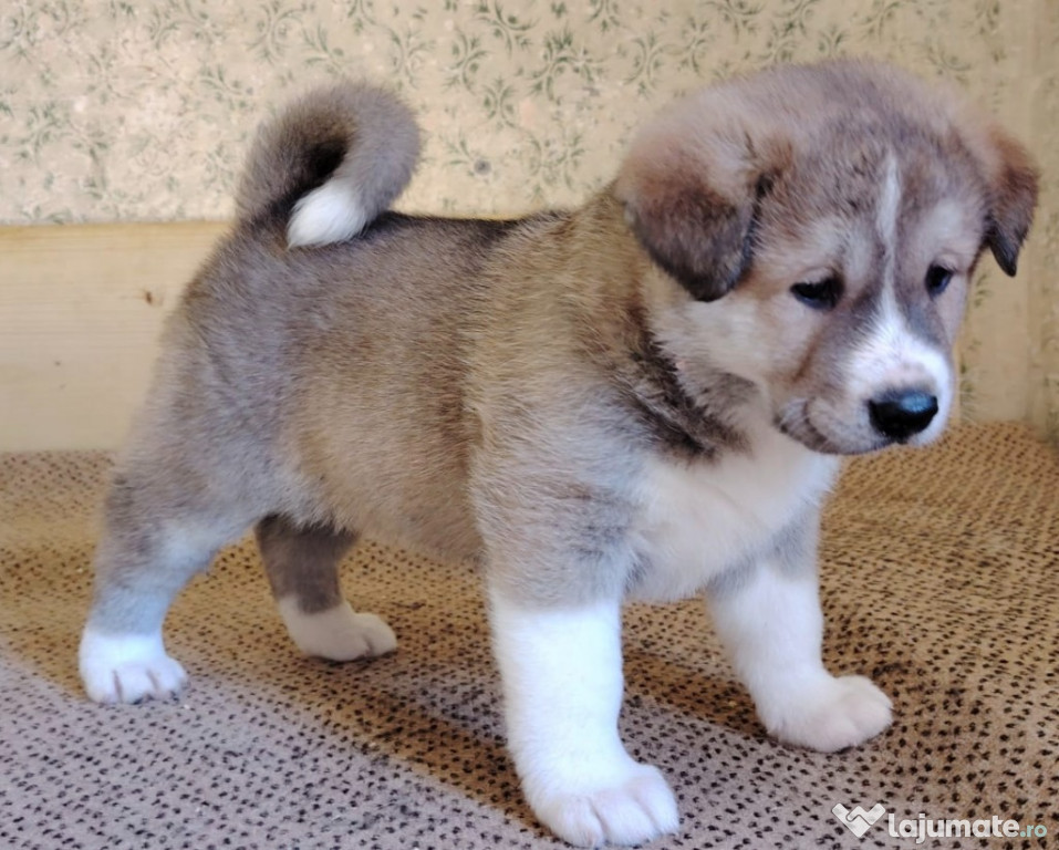 Vand akita american cu japonez