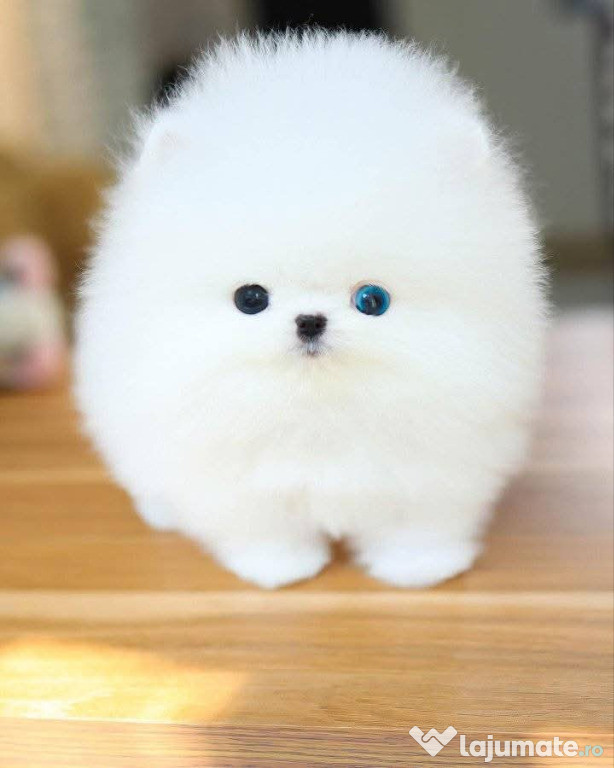 Pomeranian jucărie cu viața mini