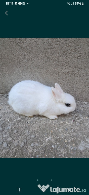 Femela pitic hotot 4 luni...