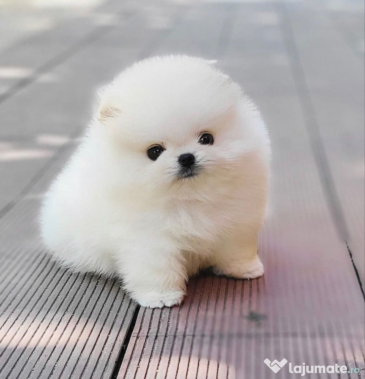 Pomeranian boo mini