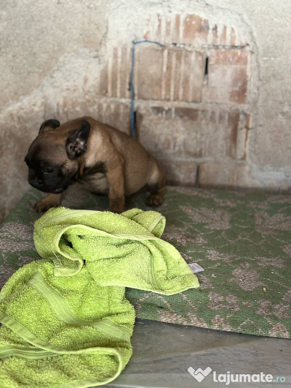 Pui Bulldog francez