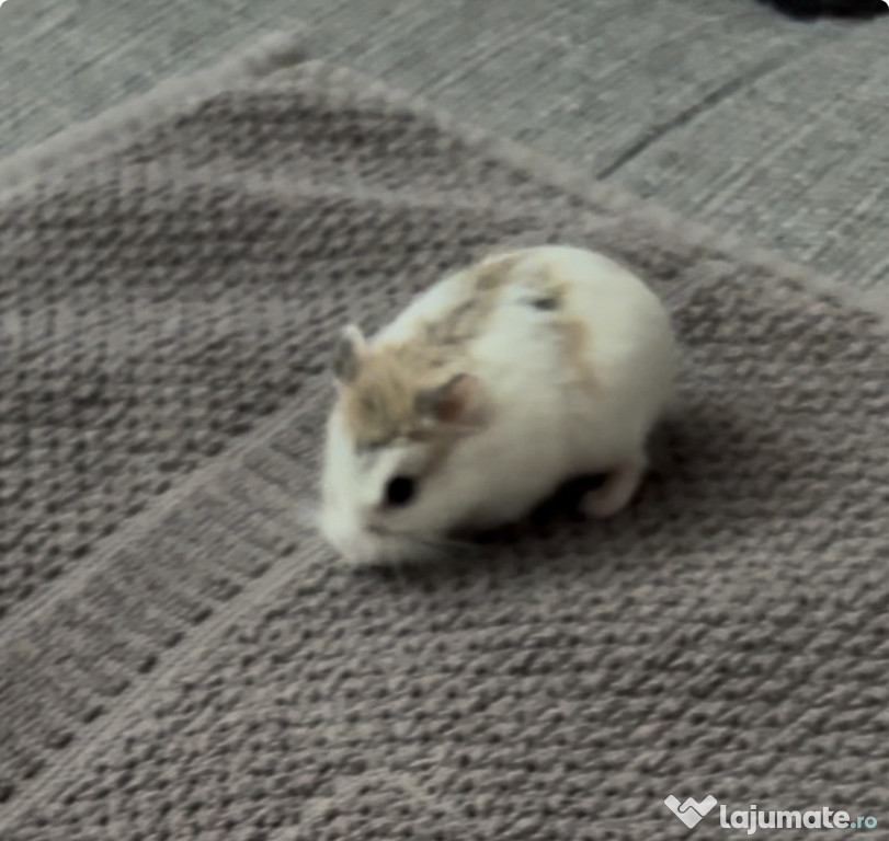 Donez hamster 2 luni cu cușcă și accesorii complete