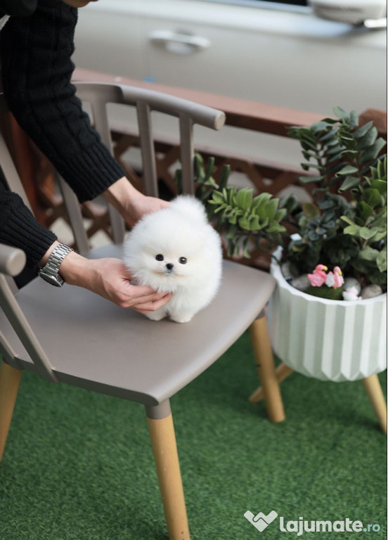 Pomeranian tip ursulet
