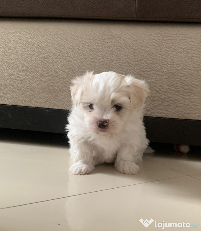 Bichon maltez Mini Toy