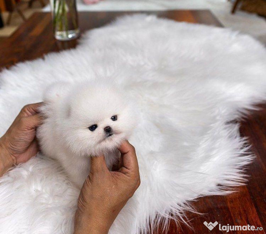 Pomeranian mini toy