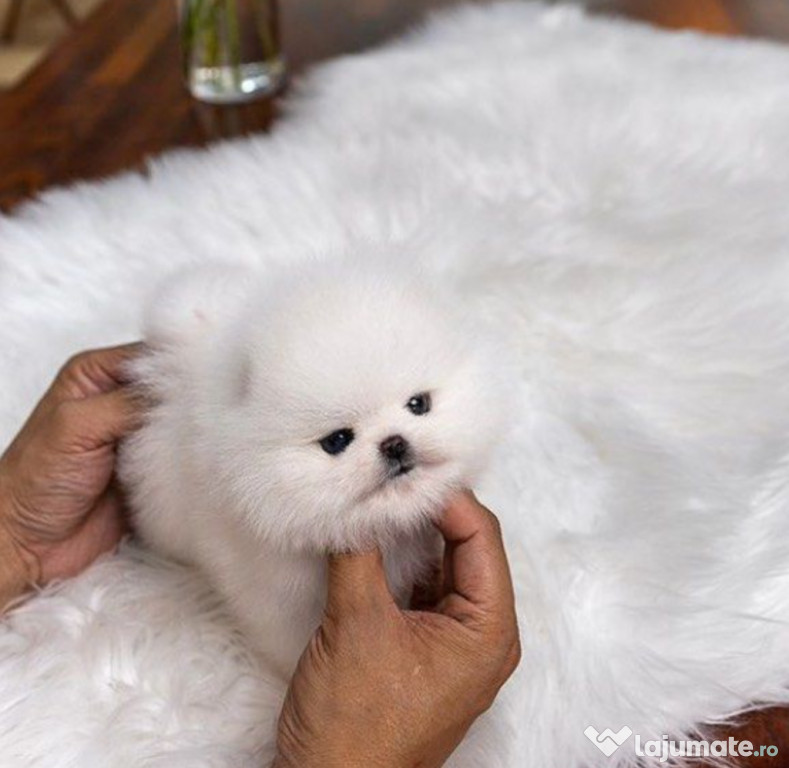 Pomeranian de vanzare