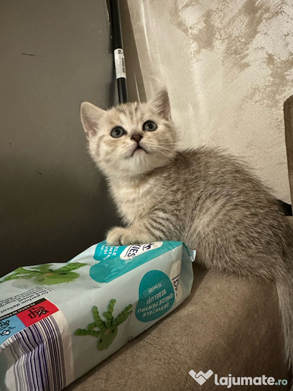 British shorthair