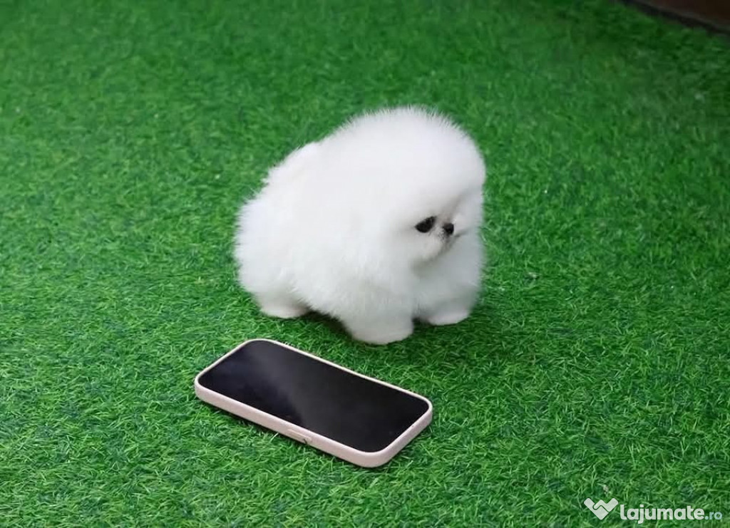 Pomeranian original mini boo