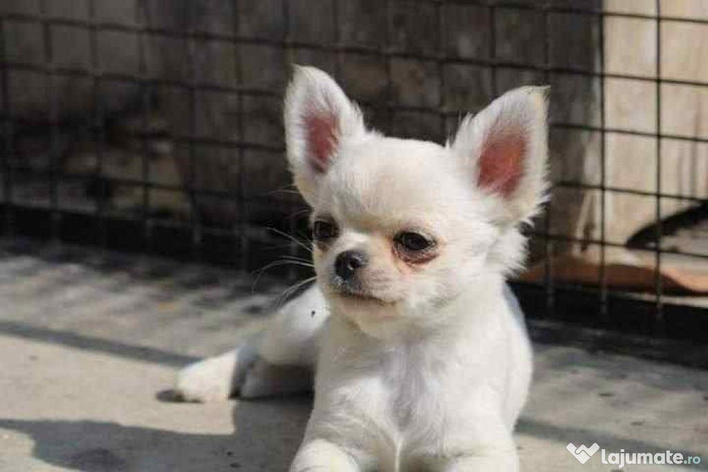 Pui de Chihuahua
