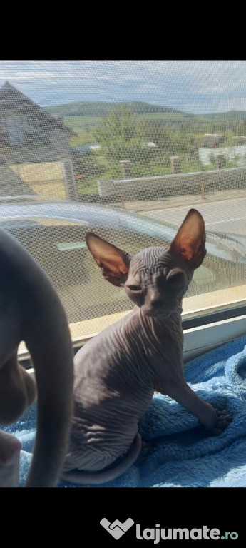 Pisici sphynx de vanzare