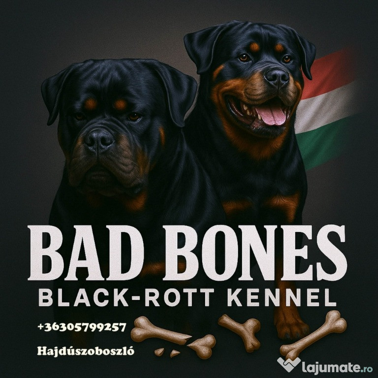 Vand pui Rottweiler