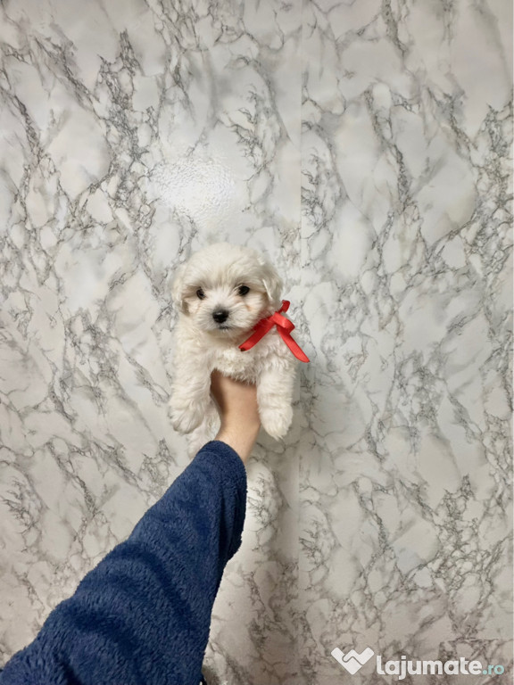 Vand Pui Bichon Maltez