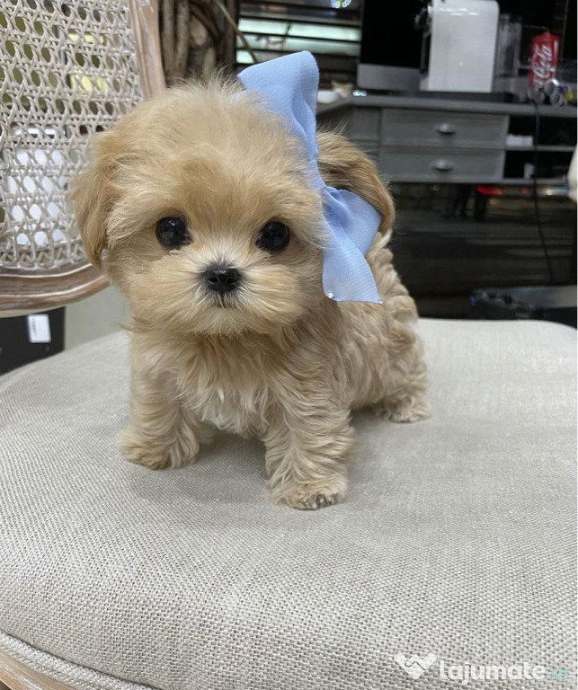 Maltipoo Mini Toy Rasa Pură