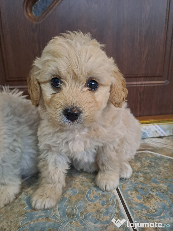 Bichon maltez 3 luni fetițe