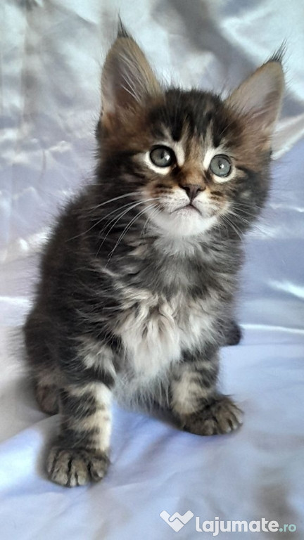 Maine coon pui superbi