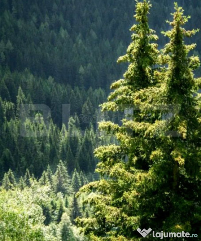 Padure Molid si Fag, 380 Ha, zona GORJ