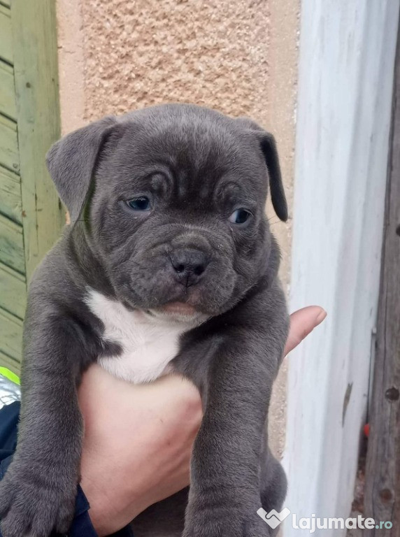 Pui de american bully diferite culori