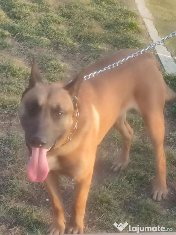 Căței din părinți/Ciobanesc german și Ciobanesc belgian malinois