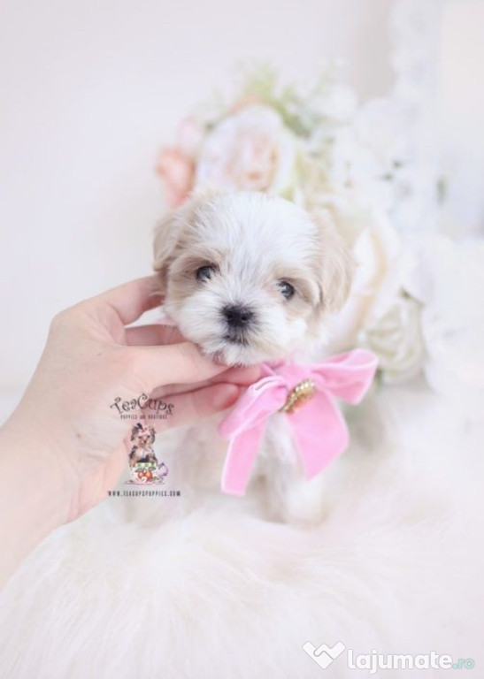 Bichon maltez mini toy