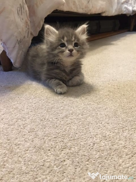 Maine Coon frumoși