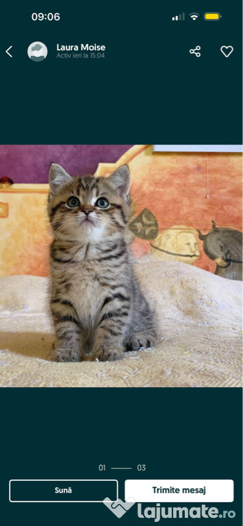 British shorthair puiuți superbi