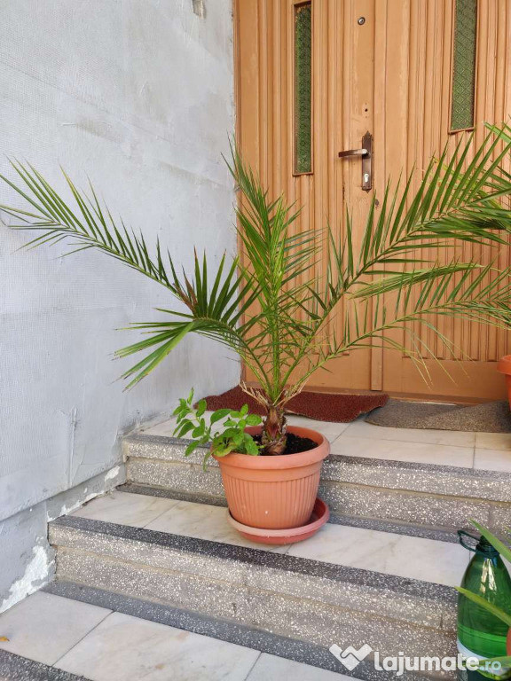 Palmier rar , palmiere - Phoenix Canariensis Palmiere deosebite cu mu