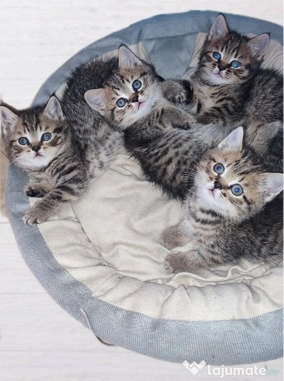 American Shorthair brown