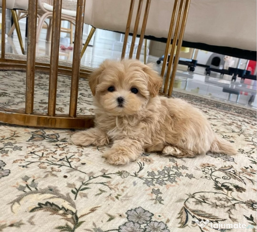 Maltipoo Toy 0740 754 041