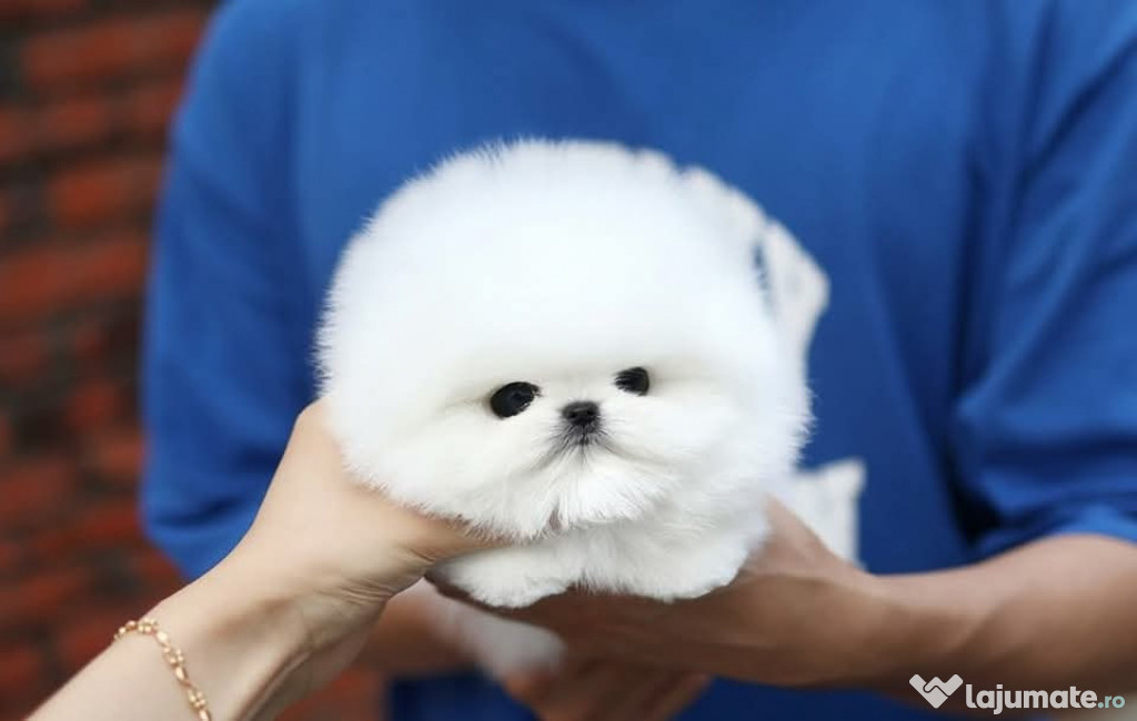 Pomeranian mini teacup puppy original