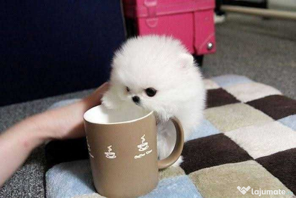 Pomeranian mini boo talie mica