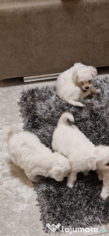 Bichon talie mica