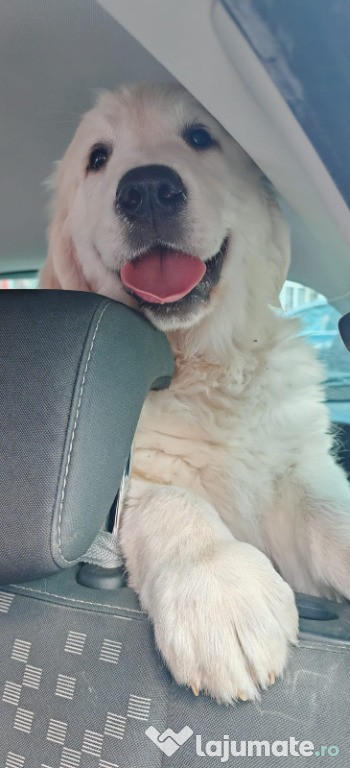 Pui golden retriever