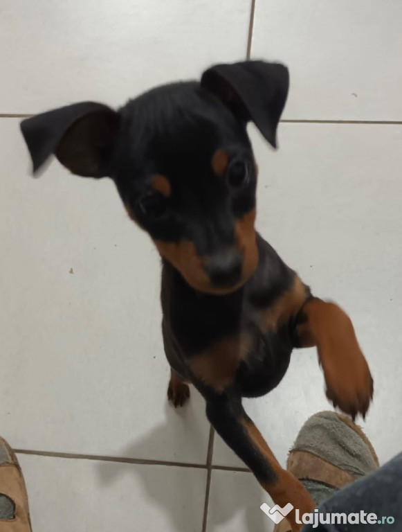 Pui Pinscher Pitic