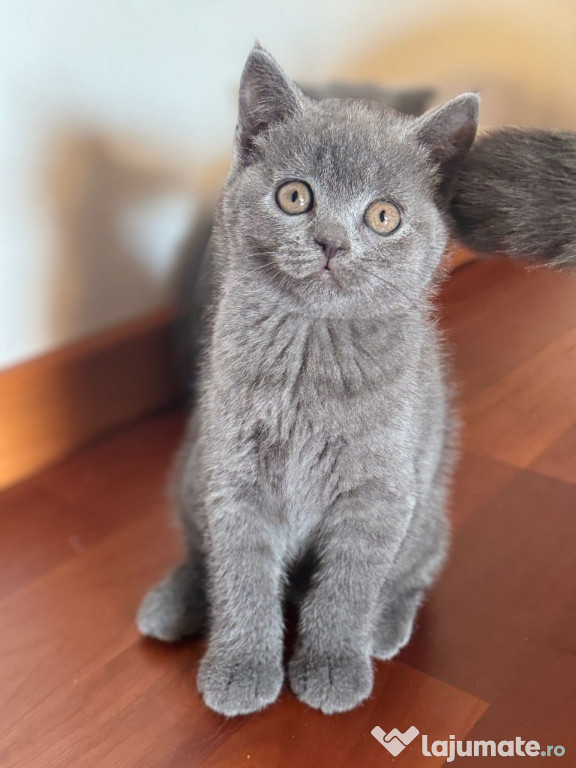 British shorthair