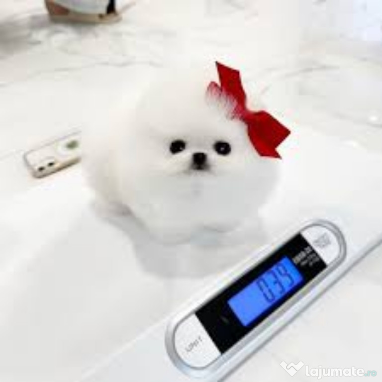 Pomeranian mini ursuleț boo