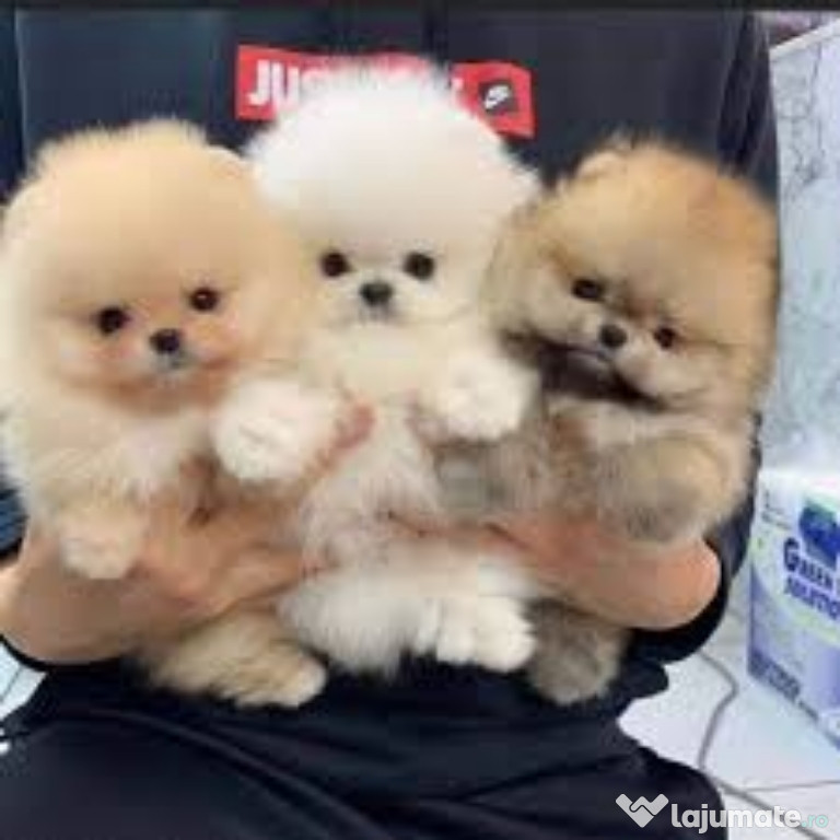 Pomeranian mini boo talie mica de buzunar