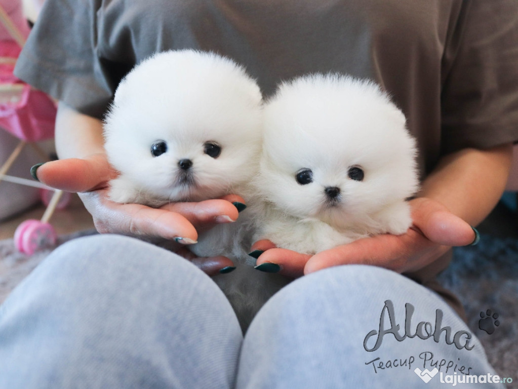 Pomeranian mini ursuleț