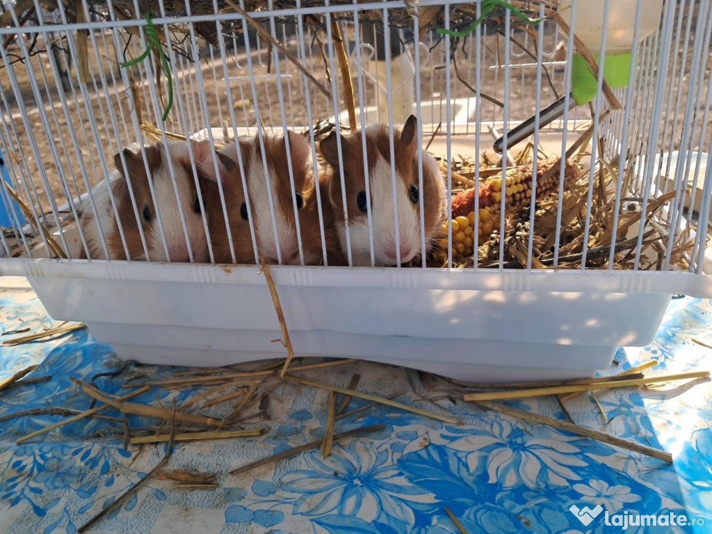 Porcusori de guineea