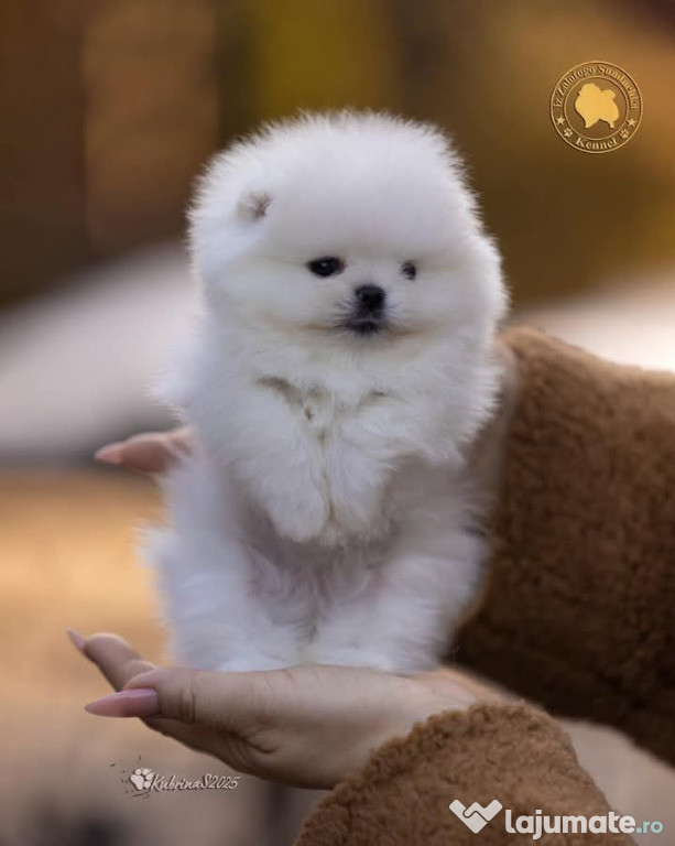 Pomeranian boo Original