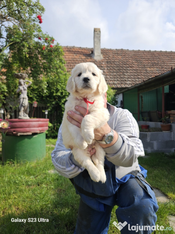 Vând cateluse Golden Retriever