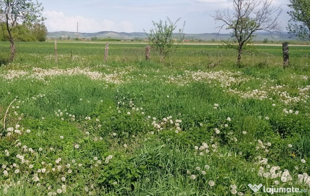 Teren intravilan Tilecuș