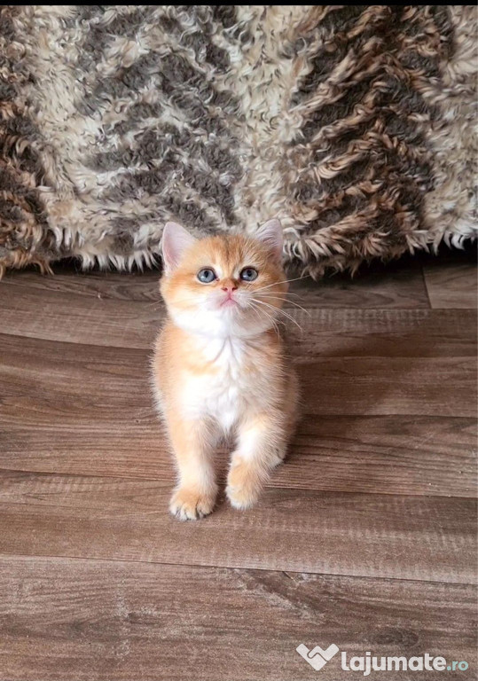 British shorthair băieței și fetițe