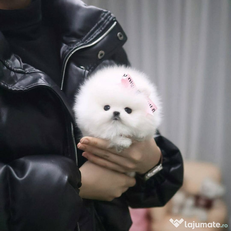 Pomeranian ursulet boo talie mica rasa pura