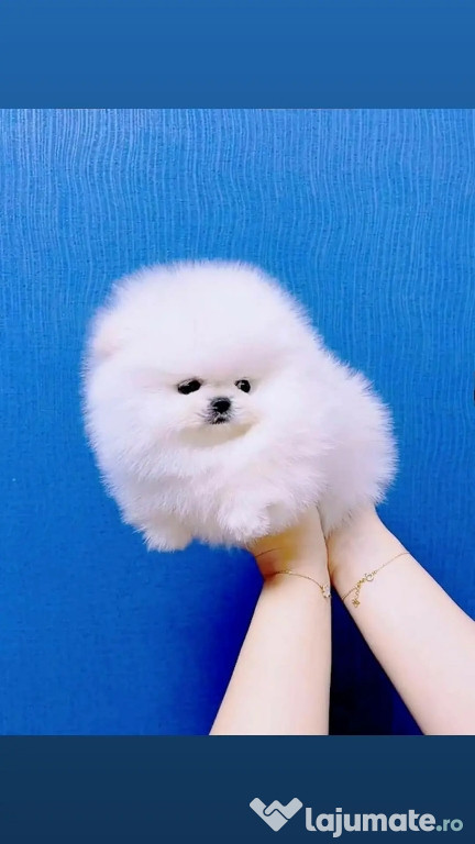 Pomeranian teeacup talie mica